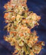 Strawberry Cough - click to compare prices