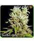 G13 Haze X Buddha's Sister - click to compare prices
