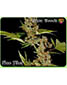 G13 Haze X Free Tibet - click to compare prices