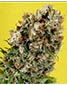 G13 Haze X Somativa - click to compare prices