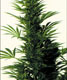 South African Durban Poison X Skunk - click to compare prices