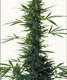 South India X Skunk - click to compare prices