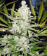 Super Silver Haze - click to compare prices