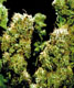 Super Thai X Skunk - click to compare prices