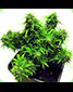 Lowryder Automatic Dwarf Mix 20 Seeds