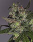 Da Purps - click to compare prices