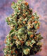 Ultra Skunk - click to compare prices