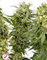 Sativa Mix Feminised - click to compare prices