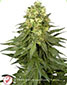 White Widow Feminised - click to compare prices