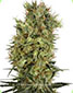 Orange Bud Regular - click to compare prices