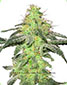 White Skunk Regular - click to compare prices