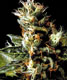 White Widow - click to compare prices